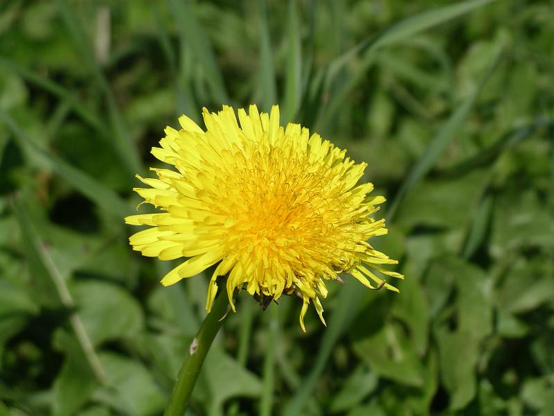 Flora 7.jpg